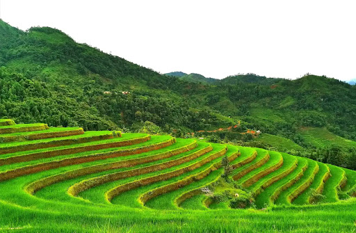 Ha Giang vs Sapa: Which Northern Vietnam Adventure Fits You Best?